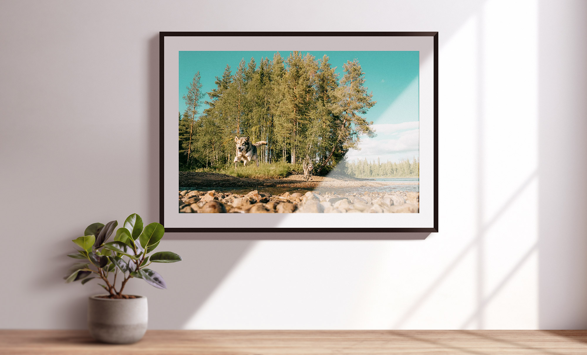 L'Homme et l'Animal - Photographe animalier canin, félin, équin à Perros-Guirec et Lannion, Côtes d'Armor, Bretagne