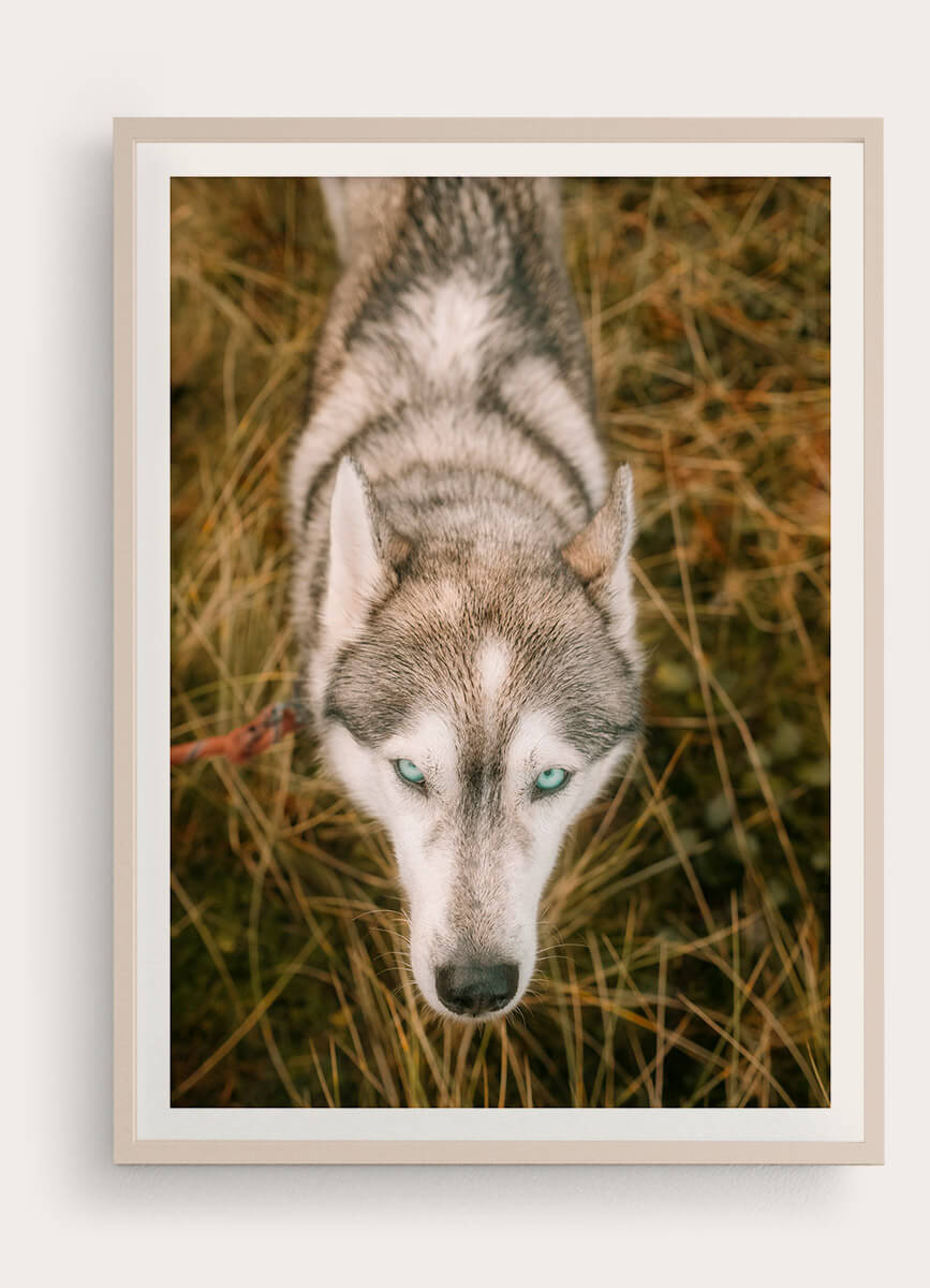 L'Homme et l'Animal - Photographe animalier canin, félin, équin à Perros-Guirec et Lannion, Côtes d'Armor, Bretagne