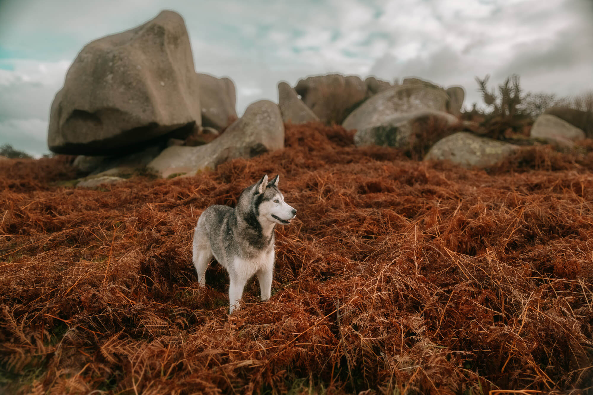 L'Homme et l'Animal - Photographe animalier canin, félin, équin à Perros-Guirec et Lannion, Côtes d'Armor, Bretagne